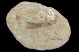 Fossil Plesiosaur (Zarafasaura) Tooth In Rock - Morocco #95092-1